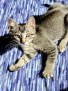 adoptable Cat in saint peters, MO named BARGE