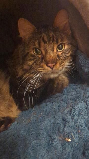 adoptable Cat in Saint Peters, MO named JUMBO JACK