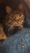 adoptable Cat in  named JUMBO JACK