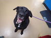adoptable Dog in saint peters, MO named A516330