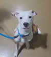 adoptable Dog in  named GIGI