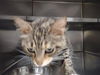 adoptable Cat in  named A516495
