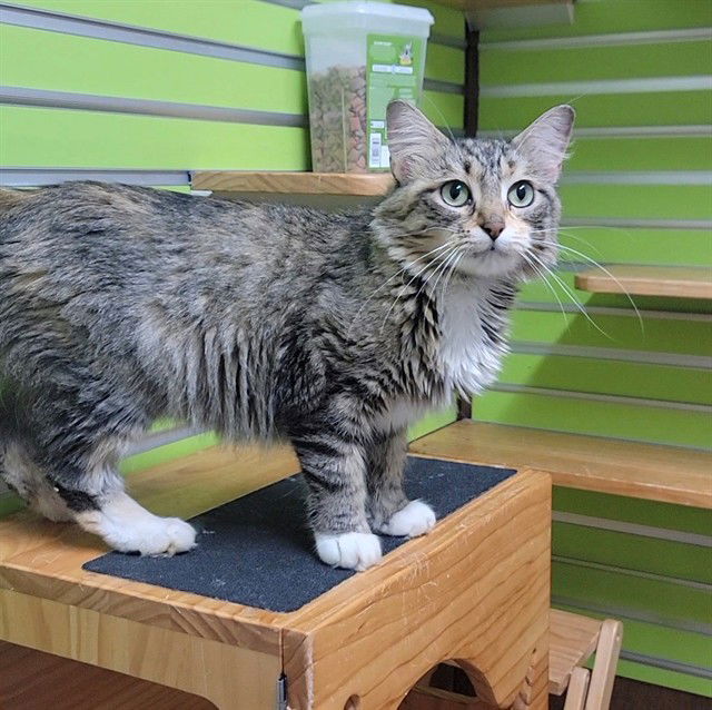 adoptable Cat in Saint Peters, MO named MAUI