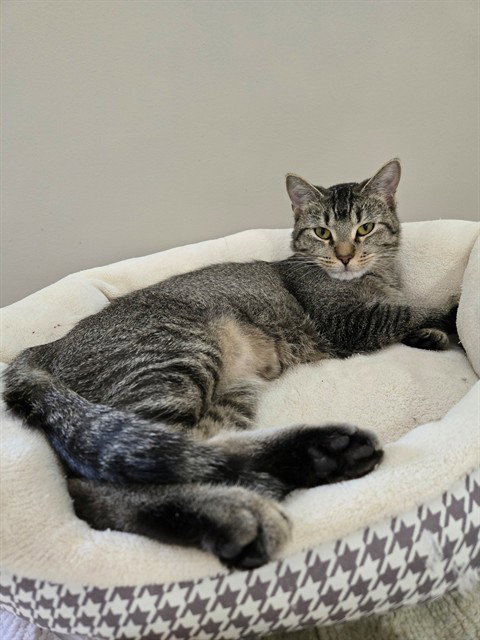 TANDY Image