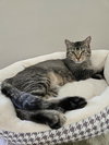 TANDY - Photo 1