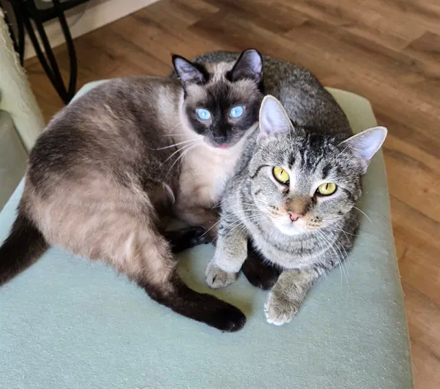 Tandy - Domestic Short Hair