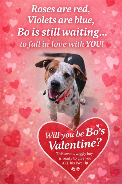 BO Image