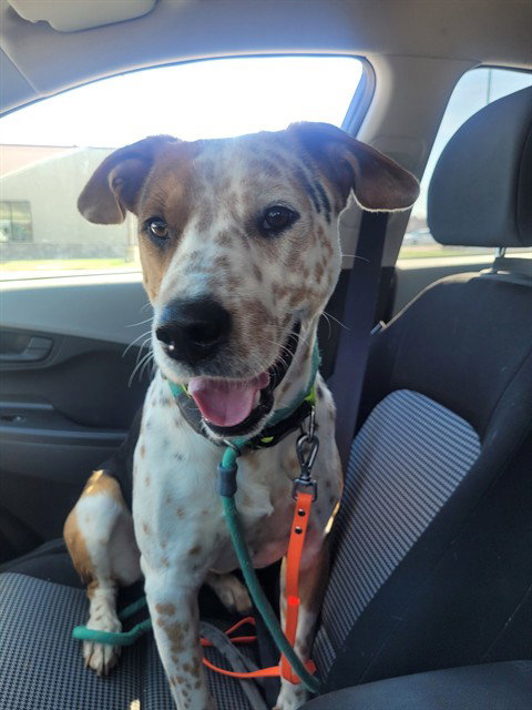 BO, an adoptable Australian Cattle Dog in St Peters, MO