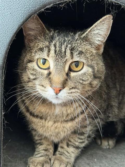 BETTY CROCKER, an adoptable Domestic Short Hair in St Peters, MO