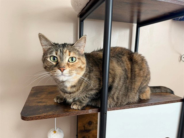 LADY Image