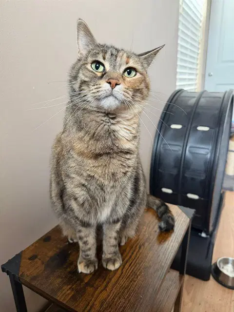 Lady - Domestic Short Hair