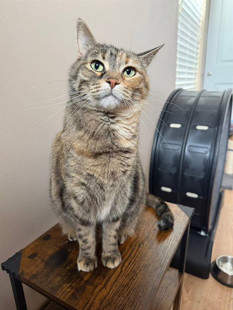 LADY, Senior Domestic Short Hair (medium coat), cat for adoption in Chesterfield, Missouri