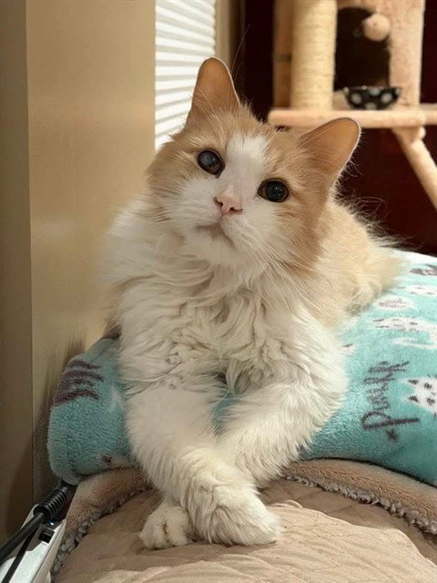 BUTTERS, Senior Domestic Medium Hair (medium coat), cat for adoption in St. Peters, Missouri