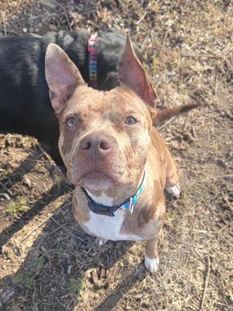 Pit Bull