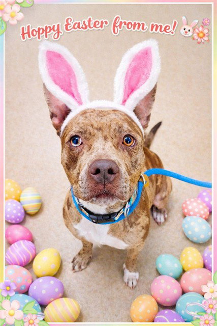 REESIE, an adoptable Pit Bull Terrier in St Peters, MO