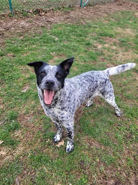 Australian Cattle Dog