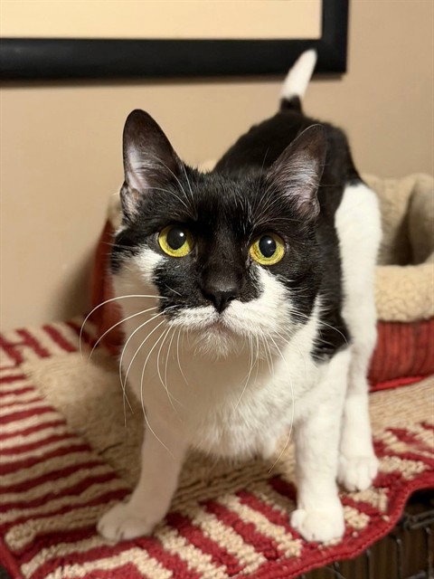 BOBBIE Image