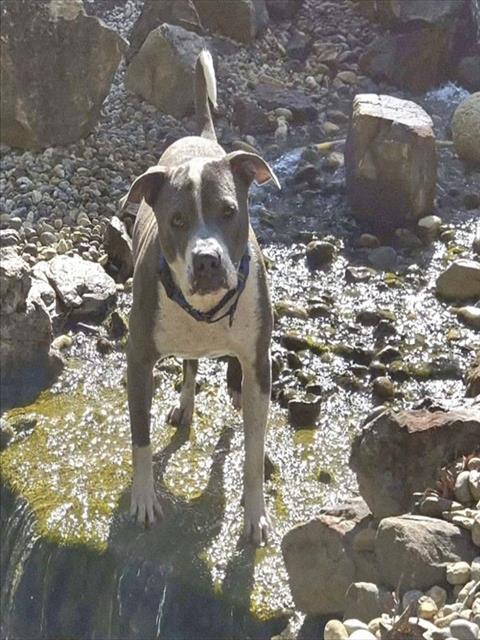 ASHER BLUE, an adoptable Staffordshire Bull Terrier in St Peters, MO