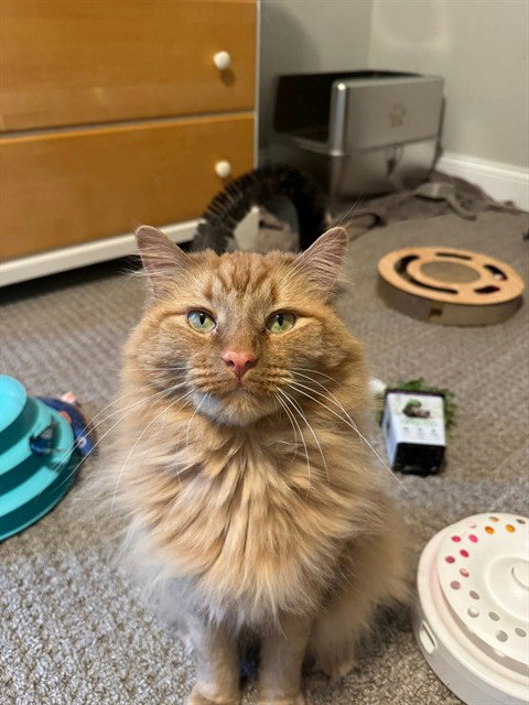 STITCH, an adoptable Domestic Long Hair in St Peters, MO