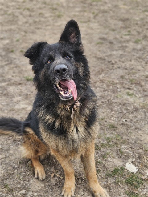 STANLEY, an adoptable German Shepherd Dog in St Peters, MO