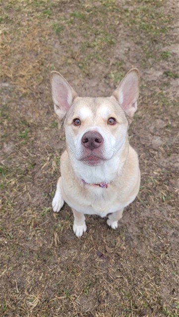 EAFA, an adoptable Siberian Husky in St Peters, MO