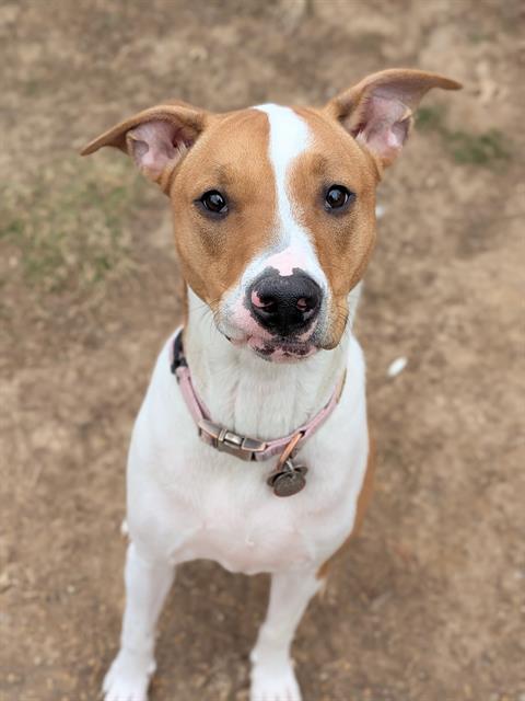 TRIXIE, an adoptable Hound in St Peters, MO