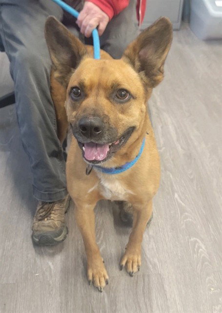 NEEKO, an adoptable Australian Cattle Dog in St Peters, MO