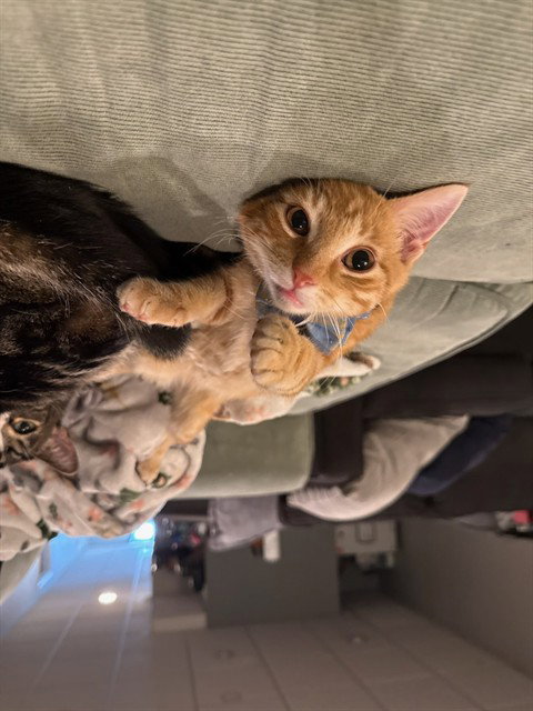 CHUECO, an adoptable Domestic Short Hair in St Peters, MO