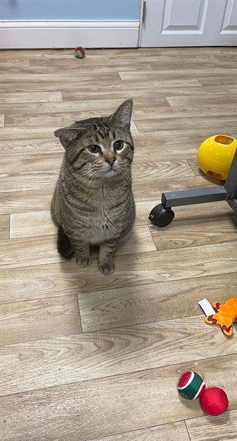 QUINCY, an adoptable Domestic Short Hair in St Peters, MO