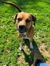 HUCKLEBERRY - Photo 1