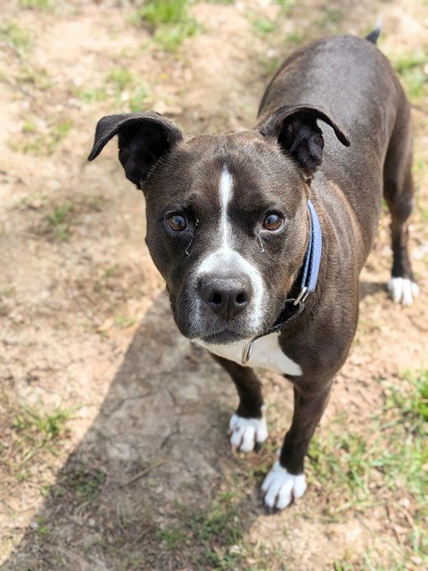 BAILEY, an adoptable Boxer in St Peters, MO