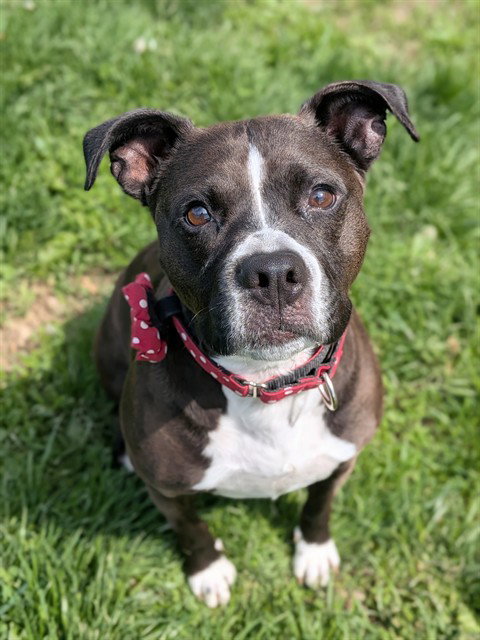 BAILEY, an adoptable Boxer in St Peters, MO