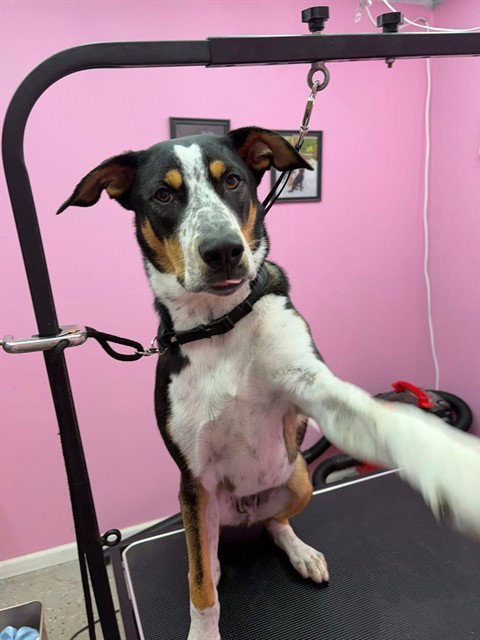 BLUE, an adoptable Australian Cattle Dog in St Peters, MO