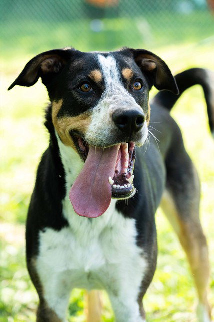 BLUE - Australian Cattle Dog/Blue Heeler available for adoption