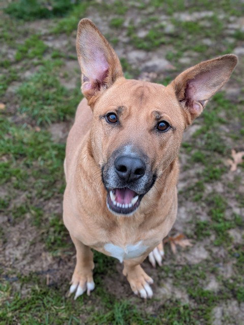 BEAR, an adoptable German Shepherd Dog in St Peters, MO