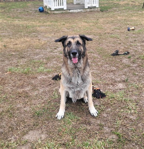 ROMEO, an adoptable German Shepherd Dog in St Peters, MO