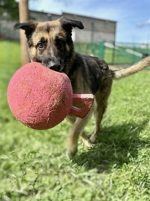 ROMEO - German Shepherd Dog available for adoption