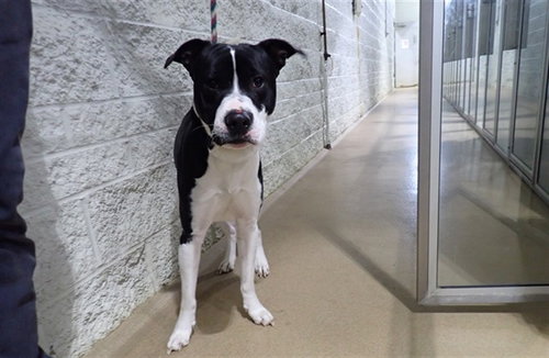 OTTER, an adoptable Pit Bull Terrier in St Peters, MO