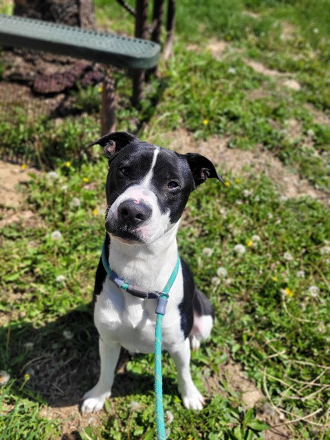 OTTER - Pit Bull Terrier available for adoption