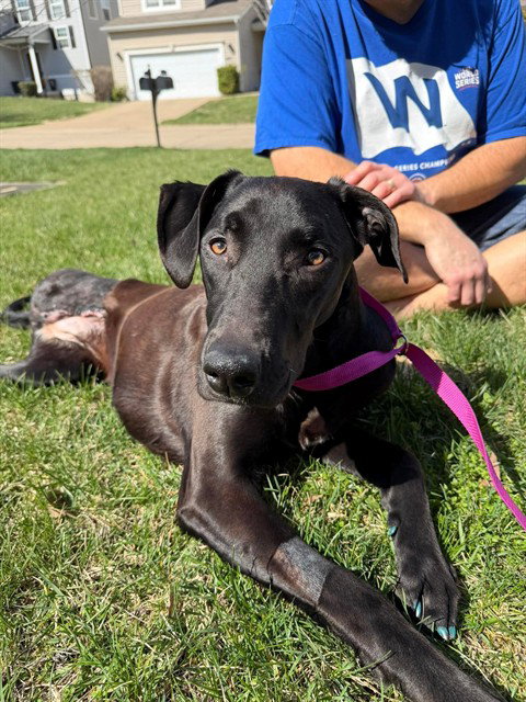 COCO, an adoptable Labrador Retriever in St Peters, MO