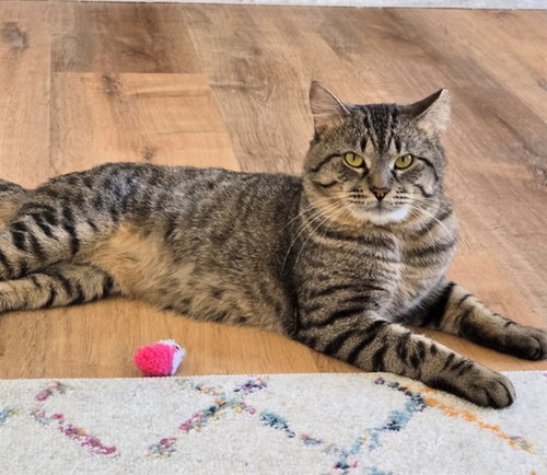 BREEZY, an adoptable Domestic Short Hair in St Peters, MO