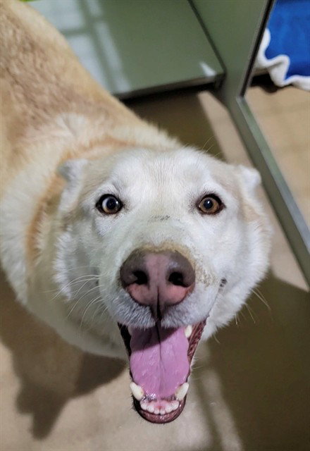 SIMBA, an adoptable Siberian Husky in St Peters, MO