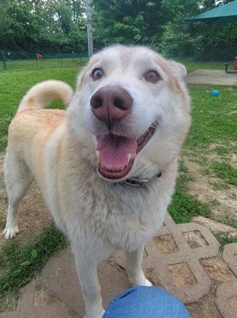 SIMBA, an adoptable Siberian Husky in St Peters, MO