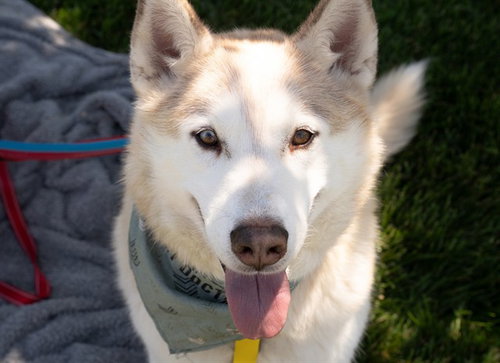 SIMBA, an adoptable Siberian Husky in St Peters, MO