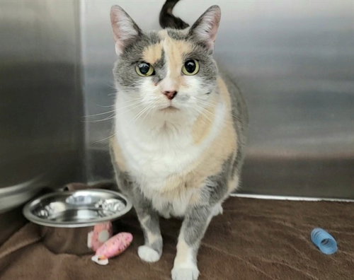 LILY MARIE, Senior Domestic Short Hair (medium coat), cat for adoption in St. Peters, Missouri