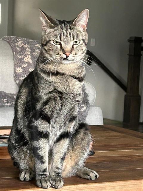 MILO, Adult Domestic Short Hair (medium coat), cat for adoption in St. Peters, Missouri