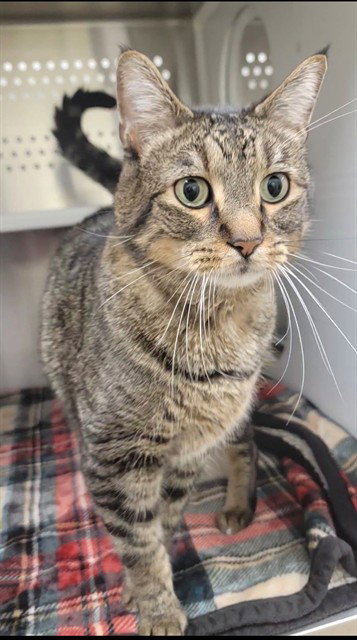 ALI, Adult Domestic Short Hair (medium coat), cat for adoption in St. Peters, Missouri