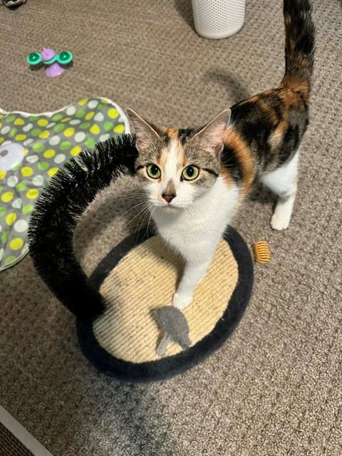 CHARLOTTE, Young Domestic Short Hair (medium coat), cat for adoption in St. Peters, Missouri