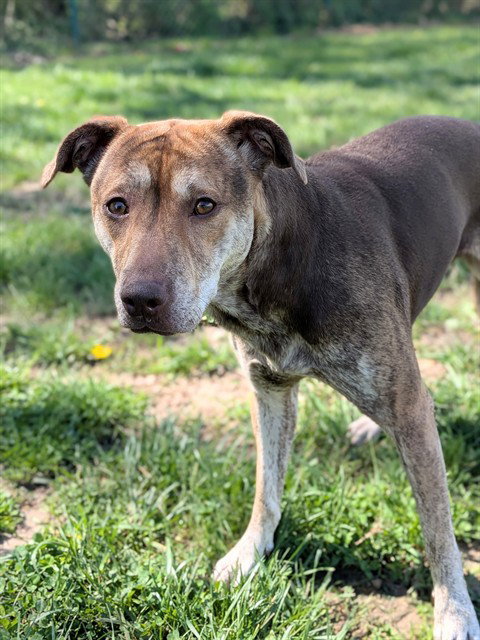 ANNIE, an adoptable Hound in St Peters, MO