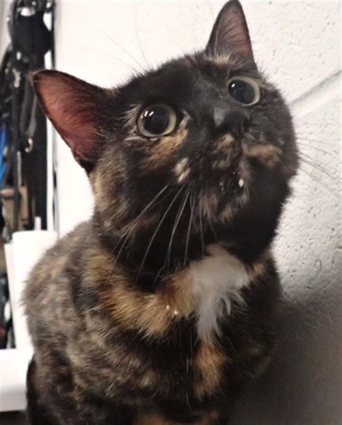 LUMINA, Young Domestic Short Hair (medium coat), cat for adoption in St. Peters, Missouri